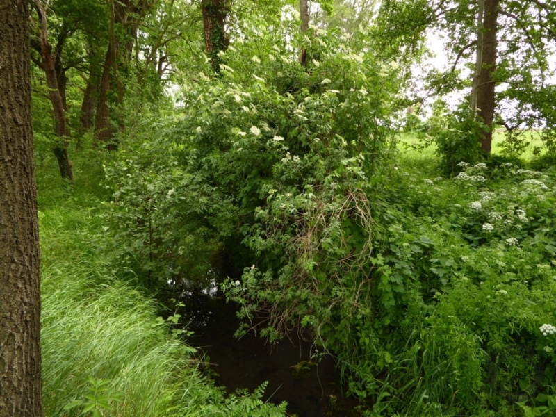 Elsterfloßgraben zwischen Kötzschau und Schladebach (Stadt Leuna) im Saalekreis