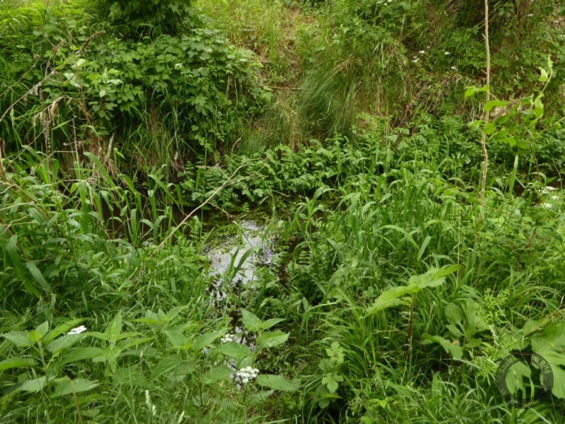 Elsterfloßgraben zwischen Kötzschau und Schladebach (Stadt Leuna) im Saalekreis