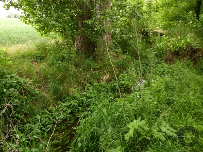 Elsterfloßgraben zwischen Kötzschau und Schladebach (Stadt Leuna) im Saalekreis