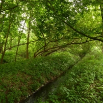 Elsterfloßgraben zwischen Kötzschau und Schladebach (Stadt Leuna) im Saalekreis