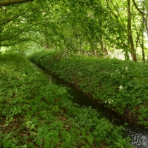 Elsterfloßgraben zwischen Kötzschau und Schladebach (Stadt Leuna) im Saalekreis