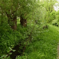 Elsterfloßgraben zwischen Kötzschau und Schladebach (Stadt Leuna) im Saalekreis