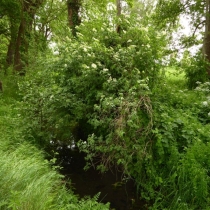 Elsterfloßgraben zwischen Kötzschau und Schladebach (Stadt Leuna) im Saalekreis