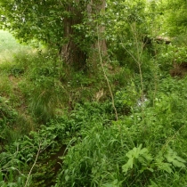 Elsterfloßgraben zwischen Kötzschau und Schladebach (Stadt Leuna) im Saalekreis